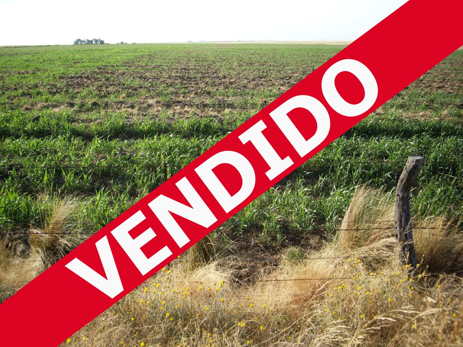 620 has. 17 de Agosto, Pdo. de Puan, Buenos Aires